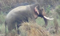 कंचनपुरमा हात्तीको आक्रमणबाट एकजनाको  मृत्यु