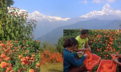 ढकमक्क सयपत्री ! (फोटो फिचर)