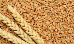 कैलाली भन्सारबाट २६ करोडको गहुँ आयात