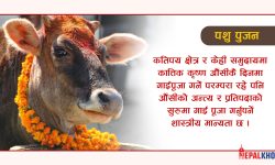 गाई, गोरु र गोवर्द्धनको पूजा गरिँदै