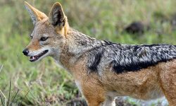 कपिलवस्तुको बिजगौरी गाउँमा स्यालको आतंक