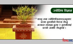 तुलसीको बिरुवा सारेर हरिशयनी एकादशी मनाइँदै