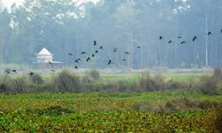 पक्षी भुरुरु…