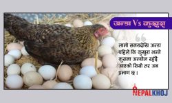 पहिले अन्डा कि कुखुरा ? वैज्ञानिकहरुले खोजे जवाफ !