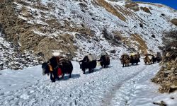 चौँरीपालन व्यवसायलाई संरक्षण गर्नुपर्ने माग