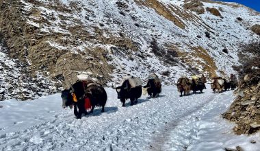 चौँरीपालन व्यवसायलाई संरक्षण गर्नुपर्ने माग