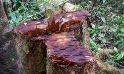 रतुवामाई वृक्षरोपण आयोजनाका मसलाका रुख काटिए