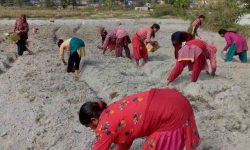 सिन्धुपाल्चोककाे कोइरालटारमा सामूहिक आलुखेती