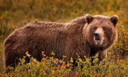 मकालु राष्ट्रिय निकुञ्जमा भालुको आक्रमणबाट दुई घाइते, एकको अवस्था गम्भीर