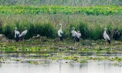 पुरैना ताल छेउमा रमाउँदै गरेका चरा (फोटो फिचर)