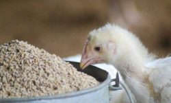 कुखुराको दानाका लागि आवश्यक कच्चा पदार्थको मूल्यमा उच्च वृद्धि