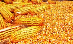 परनिर्भरता बढ्दै : झन्डै ७ अर्बको मकैको बीउ आयात