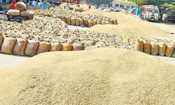 खाद्य कम्पनीले बाँकेका किसानसँग धान खरिद गर्दै