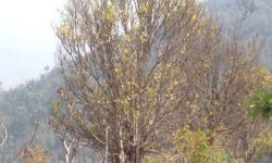 अज्ञात रोगले सुन्तलाका बोट मर्न थाले