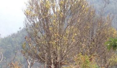 अज्ञात रोगले सुन्तलाका बोट मर्न थाले