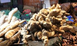 माघे संक्रान्ति : काठमाडौंमा तरुलको व्यापार बढ्यो