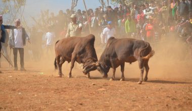 नुवाकोटमा गोरु जुधाई मेला नहुने