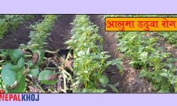 ५ बिघामा लगाइएको आलु डडुवा रोगले नष्ट