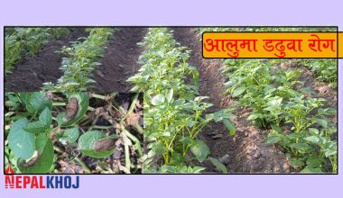 ५ बिघामा लगाइएको आलु डडुवा रोगले नष्ट