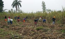 गाउँमै उखु उद्योग खुलेपछि ….