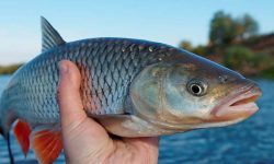 नेपालमा २१ प्रतिशत माछा प्राकृतिक जलाशयबाट उत्पादन