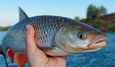 नेपालमा २१ प्रतिशत माछा प्राकृतिक जलाशयबाट उत्पादन