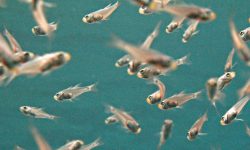 नारायणी नदीमा ४० हजार माछाका भुरा राखियो