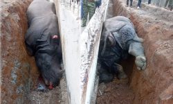 गैँडाको मृत्यु भएको सम्बन्धमा छानबिन गर्न कार्यदल गठन