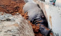 निर्माणाधीन सडकको नालीमा गैँडा मरेको घटनामा ठेकेदारविरुद्ध पक्राउ पुर्जी