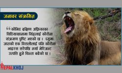 सिंहलाई कोरोना !