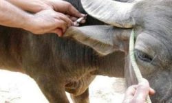 तीन लाख पशुमा पूर्णखोप लगाइँदै