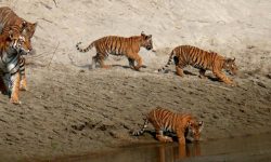 शुक्लाफाँटामा बाघ संख्या दोब्बर गर्ने लक्ष्य