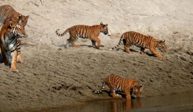 शुक्लाफाँटामा बाघ संख्या दोब्बर गर्ने लक्ष्य