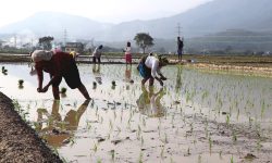 नवलपरासीका किसानलाई रोपाइँको चटारो