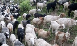 दसैँमा मुस्ताङबाट आठ हजार भेडाच्याङ्ग्रा बिक्री