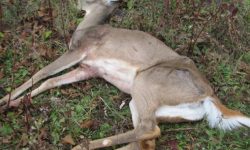 हिउँले कठ्याङ्ग्रिएर मर्न थाले ढोरपाटनका मृग