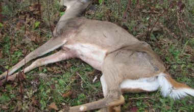 हिउँले कठ्याङ्ग्रिएर मर्न थाले ढोरपाटनका मृग