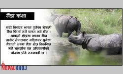किन फर्काइँदैनन् नेपालबाट भारत गएका गैंडा ?