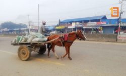 नेपालगन्जको चिनारीका रुपमा रहेको टाँगा व्यवसाय संकटमा