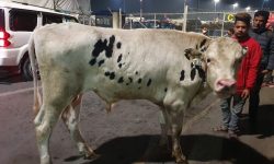 नेपाल भित्र्याइयो अमेरिकी साँढे