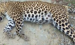 चितुवाको बच्चा मृतावस्थामा भेटियो