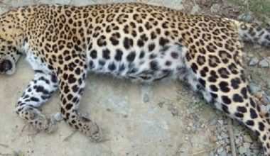 चितुवाको बच्चा मृतावस्थामा भेटियो