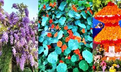 मेलामा ढकमक्क फूल (१३ तस्बिर)