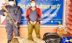 संरक्षित वन्यजन्तु सालकको आखेटोपहारसहित एकजना पक्राउ