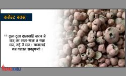 ‘कुहिएको आलुले सद्दे पनि कुहाउँछ !’