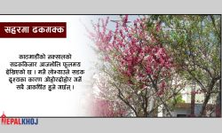 फूलमय सडककिनार ! (फोटो फिचर)