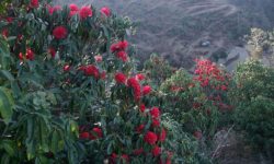 आहा ! लालीगुराँस फूलेर वनै ढकमक्क
