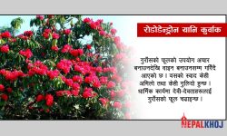 खतरामा गुराँसको अस्तित्व ?