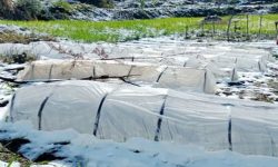 हिमपातका कारण टनेलमा क्षति, किसान मर्कामा