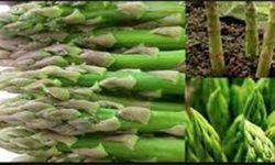 झापामा कुरिलोको टुसा बिक्री नहुँदा किसान चिन्तित